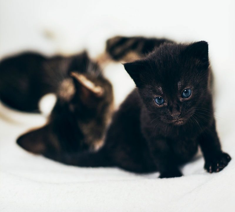 Gato preto adotado
