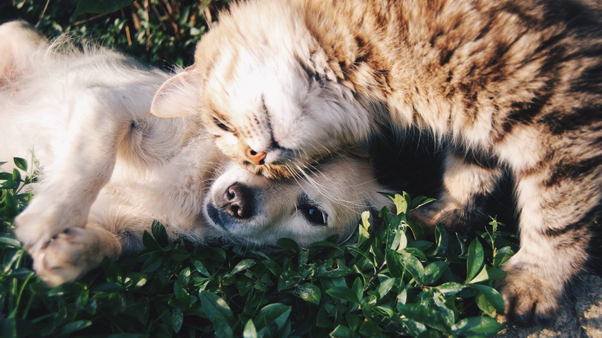 Cão e Gato no gramado