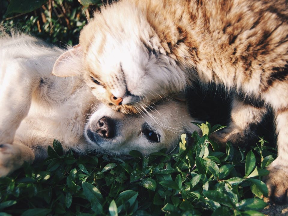 Cão e Gato no gramado